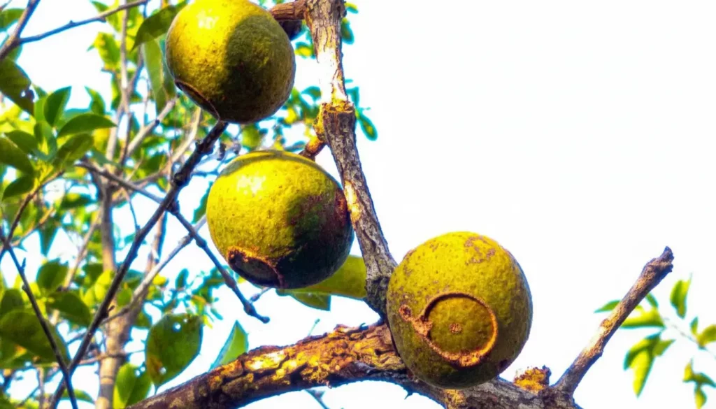 lanta-coroadinha-do-cerrado