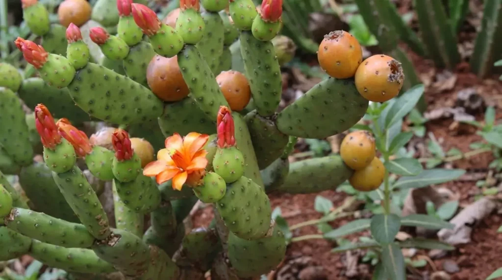 quipá fruta - Imagem de destaque Guia completo sobre a quipá fruta o tesouro escondido da Caatinga